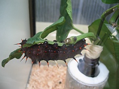 095 Kuranda Butterfly Sanctuary